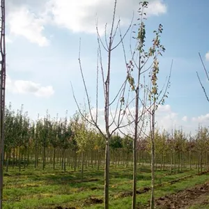 Prunus av.'Lapins' CAC