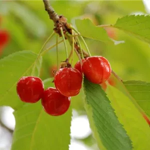 Prunus av.'Oktavia' CAC