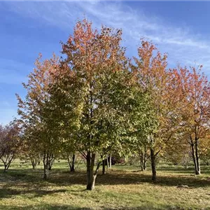 Prunus avium 'Plena'