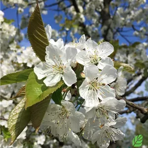 Prunus av.'Regina' CAC