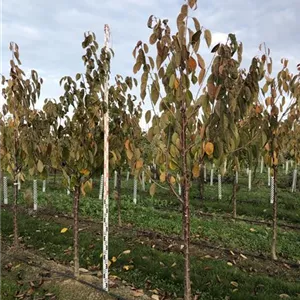 Prunus avium 'Schneiders Späte Knorpel'