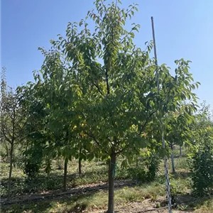 Prunus av.'Sunburst' CAC