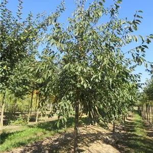 Prunus cer.'Morina' -S- CAC