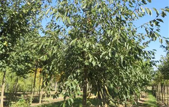 Prunus cerasus 'Morina'(s)