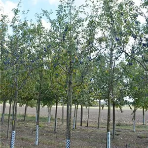 Prunus dom.'Stanley' CAC