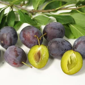 Prunus dom.'Schönberger Zwetsche' CAC