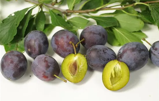 Prunus dom.'Schönberger Zwetsche' CAC