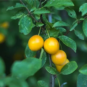 Prunus syr.'Von Metz' CAC