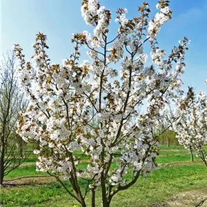 Prunus serrulata 'Taihaku'