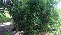 Pseudosasa japonica