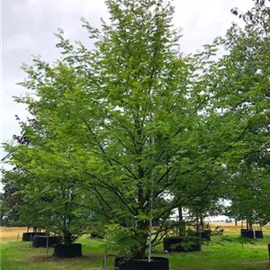 Pterocarya fraxinifolia