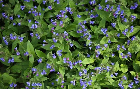 Pulmonaria angustifolia 'Azurea'