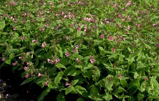 Pulmonaria officinalis 'Dora Bielefeld'