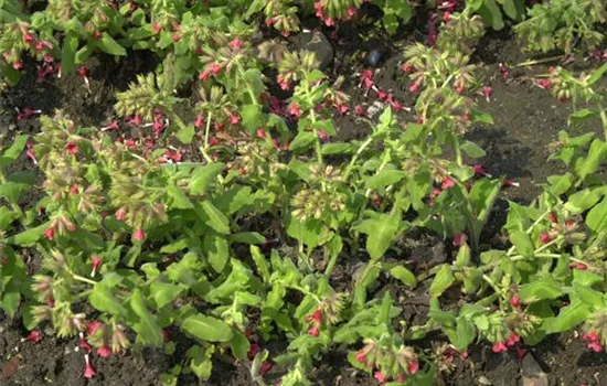Pulmonaria rubra 'Redstart'