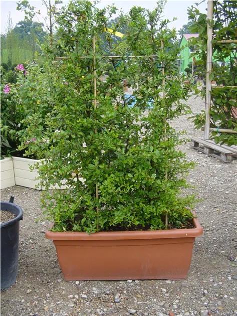 Pyracantha-Red-Column-HE-200-