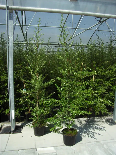 Pyracantha coccinea 'Red Column'