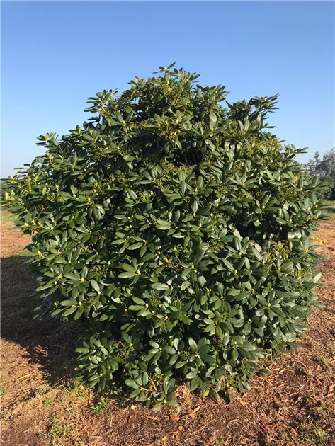 Rhododendron Hybr.'Catawb. Grandiflorum' I