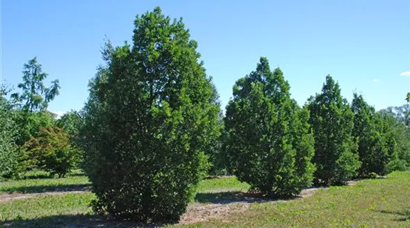 Quercus turneri pseudoturneri (14).jpg