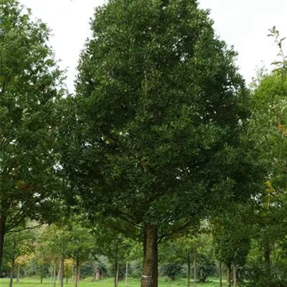 Quercus turneri Pseudoturneri 60-70 Sth.209 VE (5).JPG