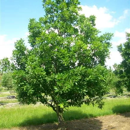 Quercus turneri Pseudoturneri 200-300 x 450-500 (2).jpg