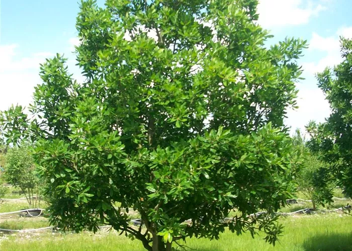 Pflanze des Monats Dezember 2025: Wintergrüne Eiche 'Pseudoturneri' (Quercus × turneri 'Pseudoturneri')