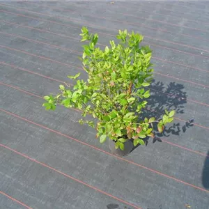 Vaccinium corymb.'Hardyblue' CAC