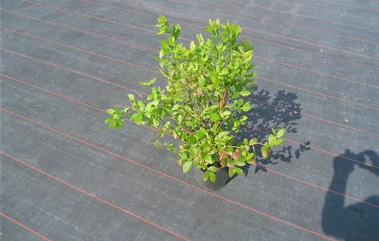 Vaccinium corymb.'Hardyblue' CAC