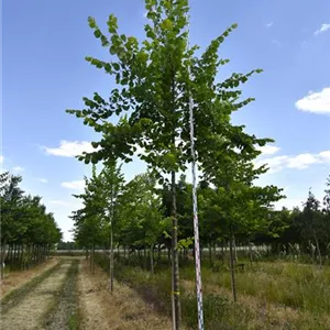 Ulmus laevis