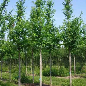 Ulmus 'New Horizon' -S- RESISTA -R-