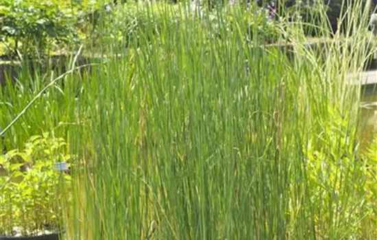 Typha laxmannii