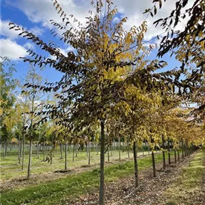 Ulmus 'Cathedral' -S-