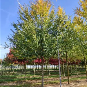 Ulmus 'Fiorente' -S- RESISTA -R-