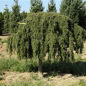 Tsuga canadensis 'Pendula'