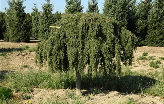 Tsuga canadensis 'Pendula'