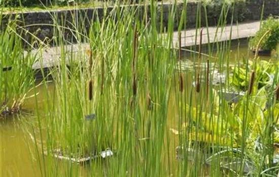 Typha angustifolia