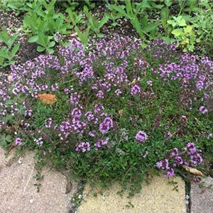Thymus vulgaris