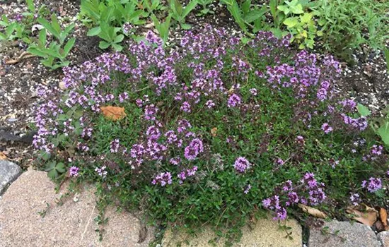 Thymus vulgaris
