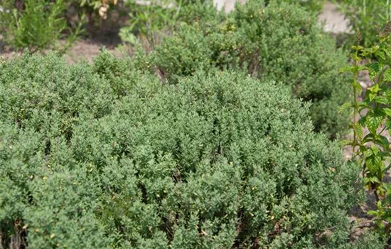 Thymus vulgaris 'Compactus'