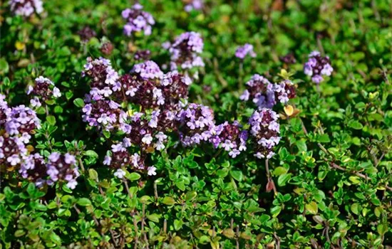 Thymus x citriodorus 'Doone Valley'