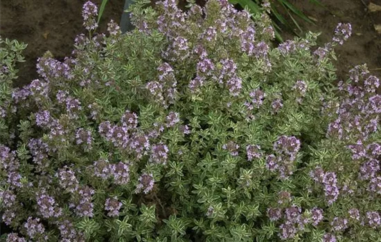 Thymus x citriodorus 'Silver Queen'