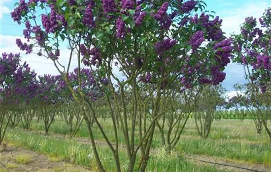 Syringa vulg.'Andenken an Ludwig Späth'