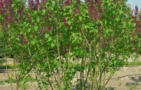 Syringa vulg.'Charles Joly'