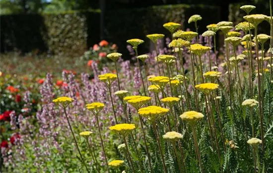 Perennial Garden – Design Notes and Tips