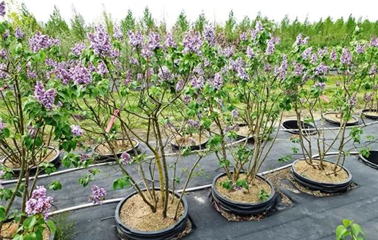 Syringa vulg.'Katharine Havemeyer'