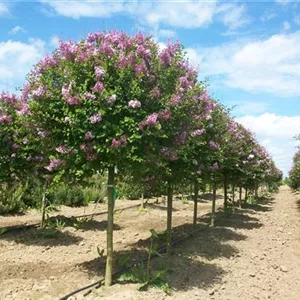 Syringa meyeri 'Palibin'