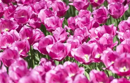 Combining Perennials and Flower Bulbs