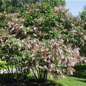 Syringa reflexa