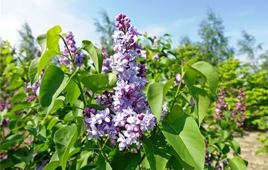 Syringa vulg.'Michel Buchner'