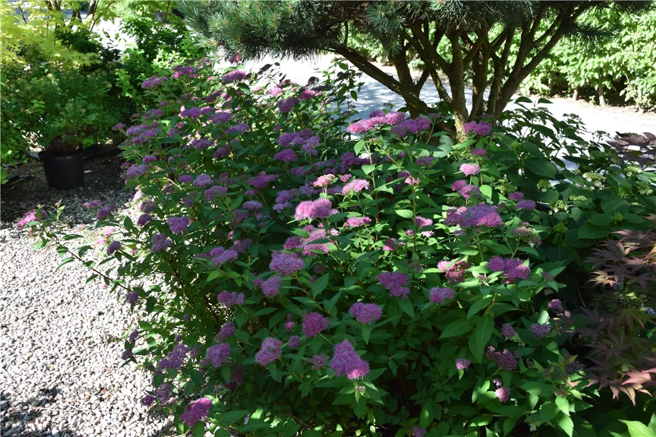 Spiraea japonica 'Anthony Waterer'