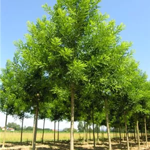 Sophora japonica 'Regent'